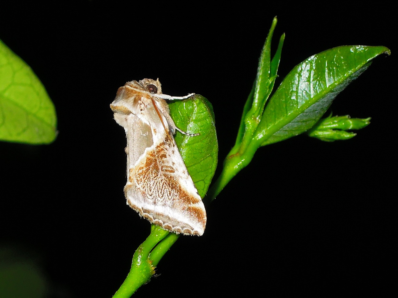 due Drepanidae - Habrosyne pyritoides e Thyatira batis